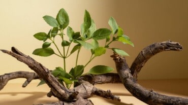 Ashwagandha leaves and branch