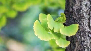 Ginkgo Biloba leaves