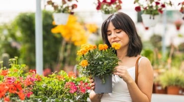 Plants that keep mosquitoes away