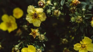 Yellow flowers and leaves